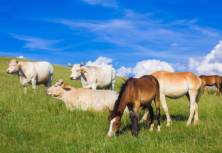Large Animals